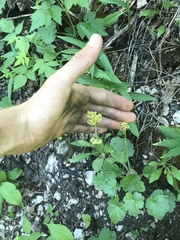 Heuchera richardsonii
