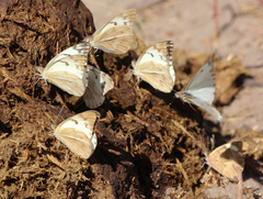 Teracolus agoye agoye