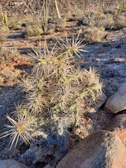 Cylindropuntia molesta molesta