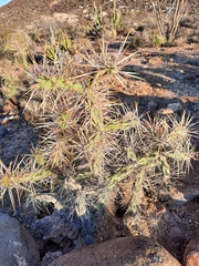 Cylindropuntia molesta molesta