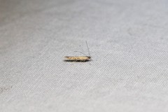 Cosmopterix fernaldella