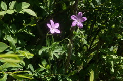 Geranium asphodeloides