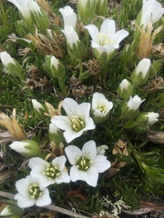 Pseudocherleria macrocarpa