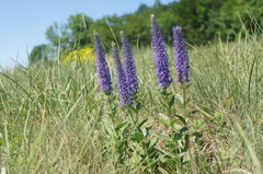 Veronica steppacea