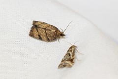 Argyrotaenia juglandana