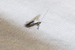 Caloptilia hypericella