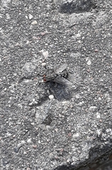 Sarcophagidae