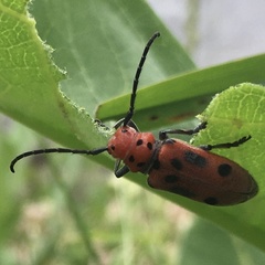 Tetraopes tetrophthalmus