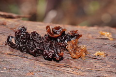 Phaeotremella fimbriata