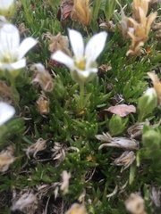 Pseudocherleria macrocarpa