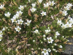 Pseudocherleria macrocarpa