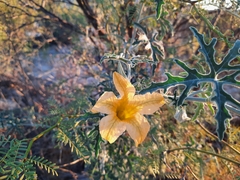 Cucurbita cordata