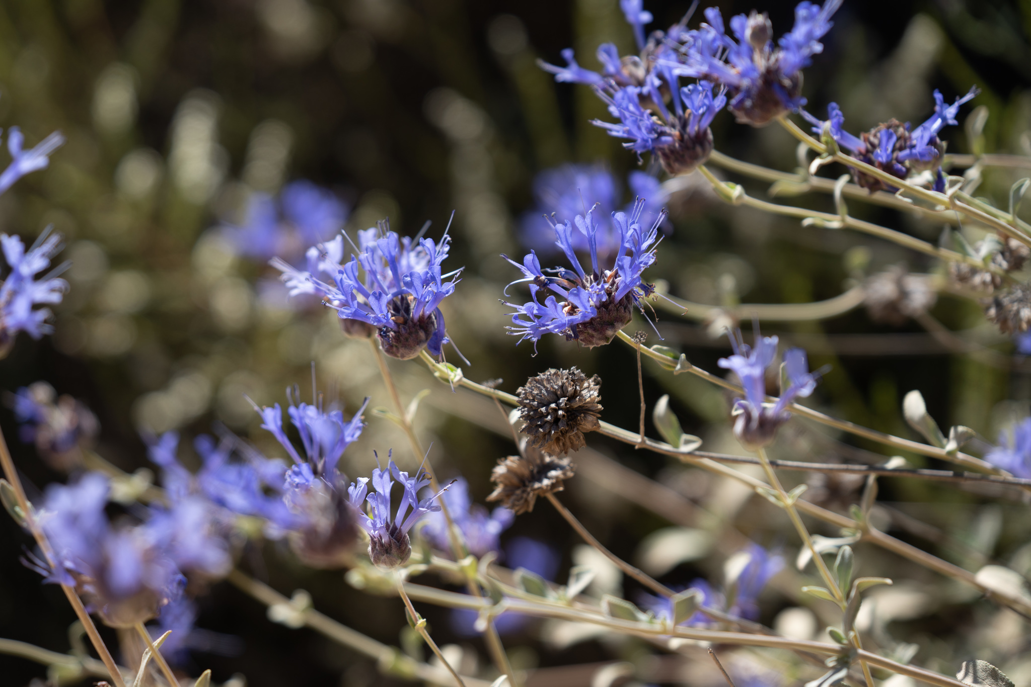Salvia clevelandii