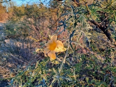 Cucurbita cordata