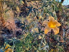 Cucurbita cordata