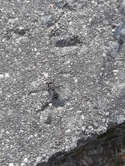 Sarcophagidae