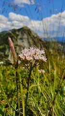 Valeriana montana
