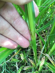 Scirpus pallidus