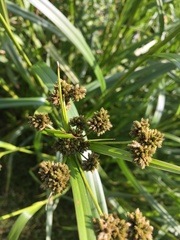Scirpus pallidus