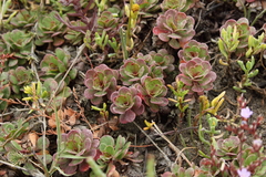 Limonium duriusculum