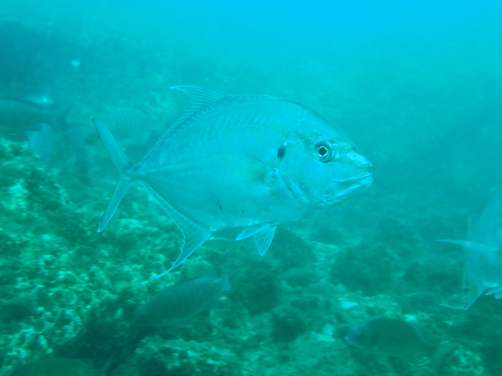 Longnose trevally (Carangoides chrysophrys) — Carangidae