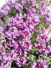 Thymus dubjanskyi