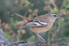 Cercotrichas leucophrys ovamboensis