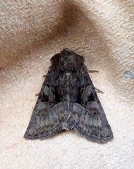 Oligia latruncula