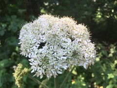 Heracleum sphondylium