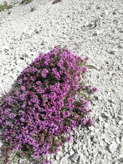 Thymus dubjanskyi