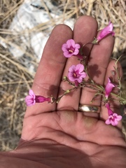 Penstemon parryi