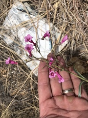Penstemon parryi