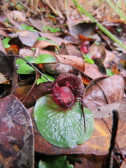 Corybas fimbriatus