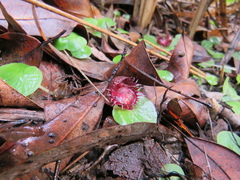 Corybas fimbriatus