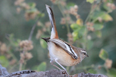 Cercotrichas leucophrys ovamboensis