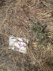 Penstemon parryi