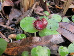Corybas fimbriatus