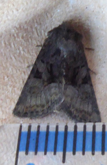 Oligia latruncula