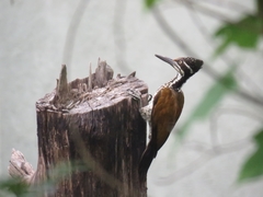 Chrysocolaptes guttacristatus