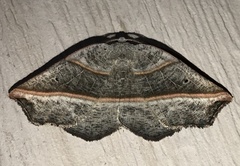 Metanema determinata