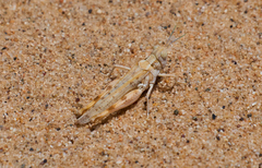 Xeracris minima