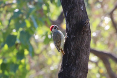 Campethera bennettii bennettii