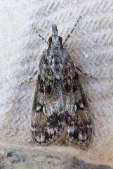 Eudonia murana