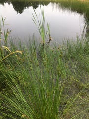 Juncus effusus