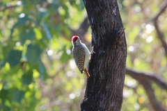 Campethera bennettii bennettii