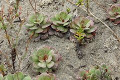 Limonium duriusculum