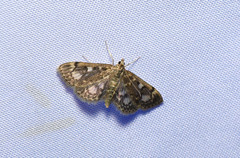 Anania coronata