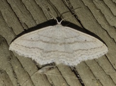 Scopula ancellata