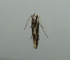 Melanocinclis lineigera