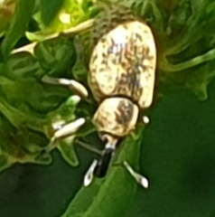 Hypera rumicis